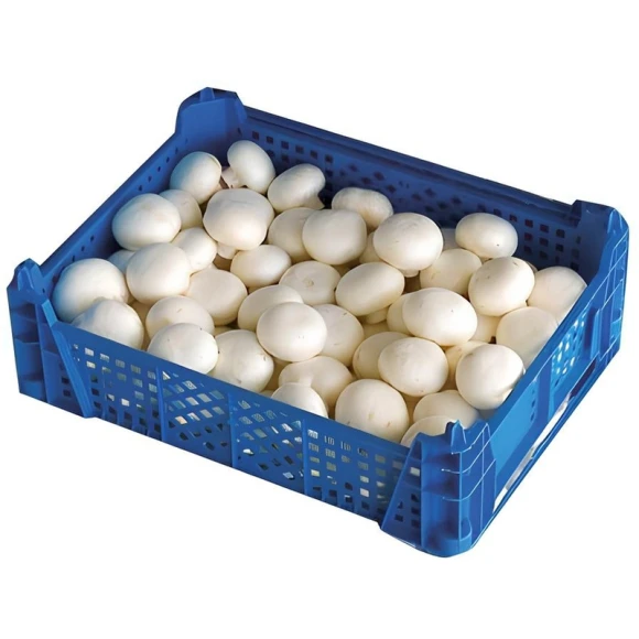 Tortmalardagi shampinonlar